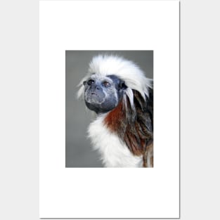 Cotton-top Tamarin Posters and Art